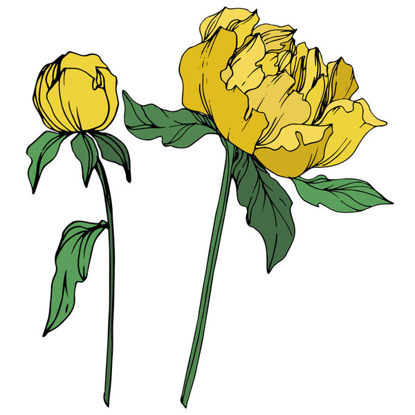 Vector peonies with leaves isolated on white. Yellow and green engraved ink art on white background.
