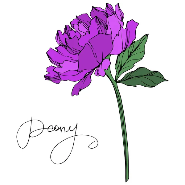 Vector Peony Flower Leaves Isolated White Peony Lettering Purple Green — Stock Vector