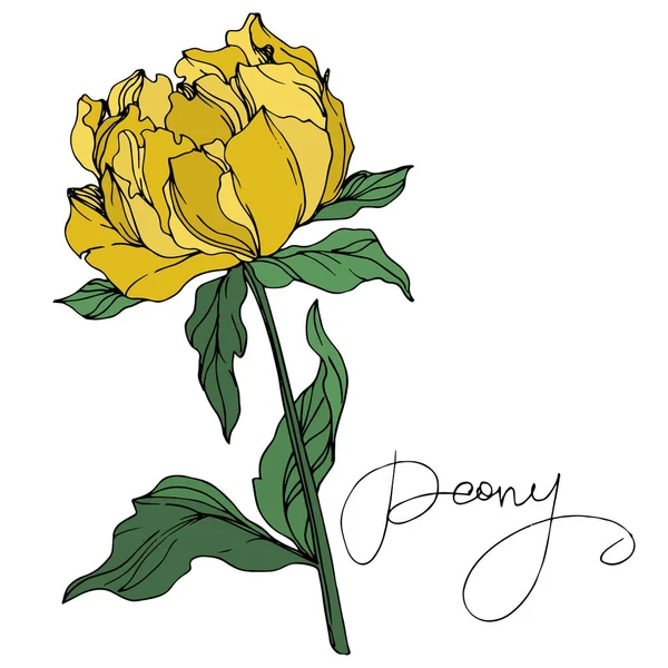 Vector Peony Bloem Met Bladeren Geïsoleerd Wit Met Peony Belettering — Stockvector