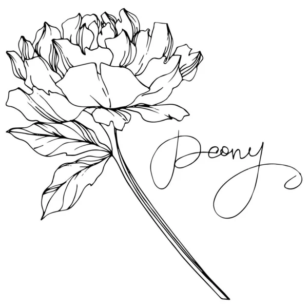 Flor Peonía Vectorial Con Hojas Aisladas Blanco Con Letras Peonía — Vector de stock