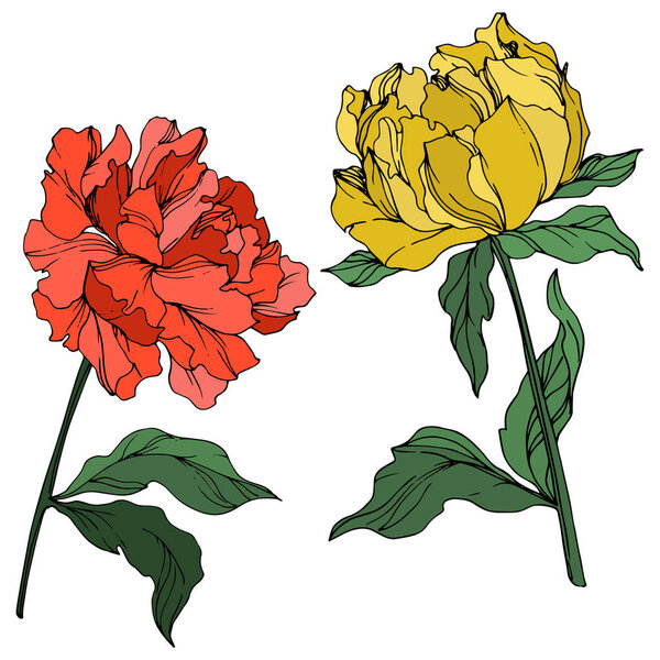 Vector peonies with leaves isolated on white. Yellow, red and green engraved ink art on white background.