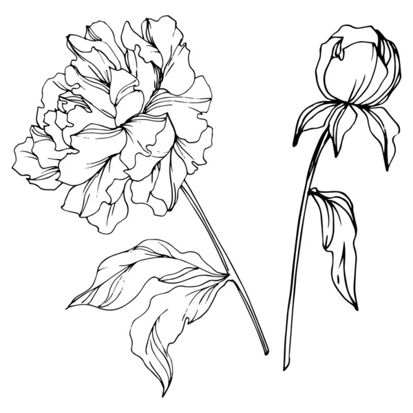 Vector Peonies Leaves Isolated White Black White Engraved Ink Art — Stock Vector