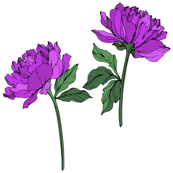 带叶子在白色上的矢量牡丹 紫色和绿色在白色背景上雕刻墨汁艺术 — 图库矢量图片