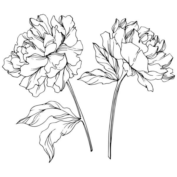 Pivoines Vectorielles Avec Des Feuilles Isolées Sur Blanc Encre Gravée — Image vectorielle