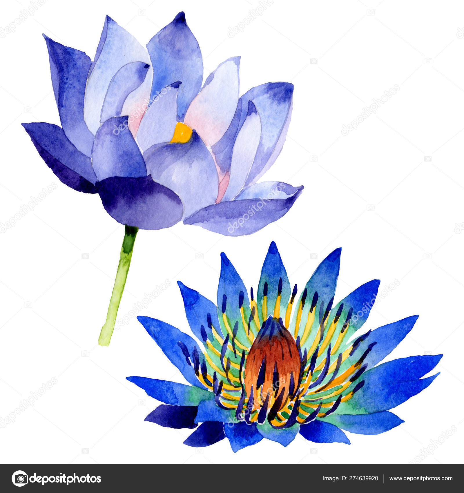 Blue lotus floral botanical flowers. Watercolor background illustration  set. Isolated nelumbo illustration element. Stock Photo by ©AndreYanush  274639920