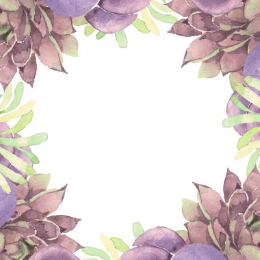 Etli botanik çiçek. Vahşi bahar yaprak izole kır çiçeği. Suluboya arka plan illüstrasyon küme. Suluboya çizim moda aquarelle izole. Çerçeve kenarlığı süsleme Meydanı.