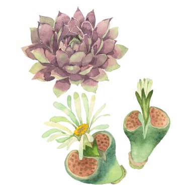Sulu çiçek botanik çiçek. Yabani bahar yaprağı kır çiçeği izole. Suluboya arka plan illüstrasyon seti. Suluboya çizim moda aquarelle izole. Yalıtılmış kaktüs ler illüstrasyon elemanı.