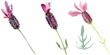 Purple lavender floral botanical flowers. Watercolor background set. Isolated lavender illustration element. clipart