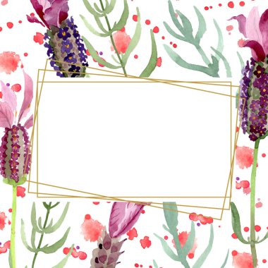 Mor lavanta çiçek botanik çiçekleri. Suluboya arka plan illüstrasyon seti. Çerçeve kenarlık süs karesi.