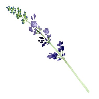 Violet lavender floral botanical flower. Watercolor background illustration set. Isolated lavender illustration element. clipart