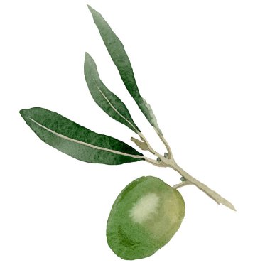 Siyah ve yeşil meyveli zeytin dalı. Suluboya arka plan illüstrasyon seti. İzole zeytin illüstrasyon elemanı.