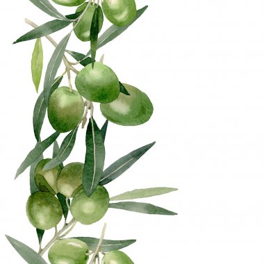 Siyah ve yeşil meyveli zeytin dalı. Suluboya arka plan illüstrasyon seti. Kesintisiz arka plan deseni.