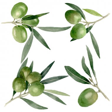 Siyah ve yeşil meyveli zeytin dalı. Suluboya arka plan illüstrasyon seti. İzole zeytin illüstrasyon elemanı.