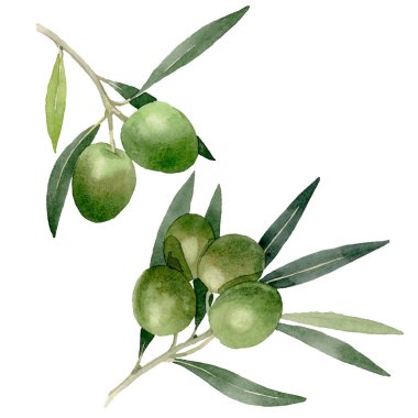 Siyah ve yeşil meyveli zeytin dalı. Suluboya arka plan illüstrasyon seti. İzole zeytin illüstrasyon elemanı.