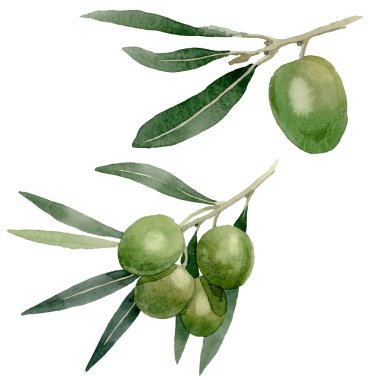 Siyah ve yeşil meyveli zeytin dalı. Suluboya arka plan illüstrasyon seti. İzole zeytin illüstrasyon elemanı.