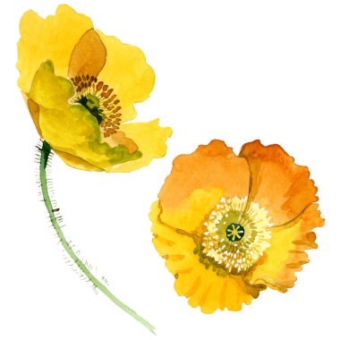 Yellow poppy floral botanical flowers. Watercolor background illustration set. Isolated poppies illustration element. clipart