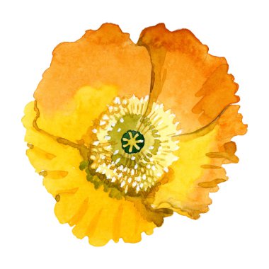 Yellow poppy floral botanical flowers. Watercolor background illustration set. Isolated poppies illustration element. clipart