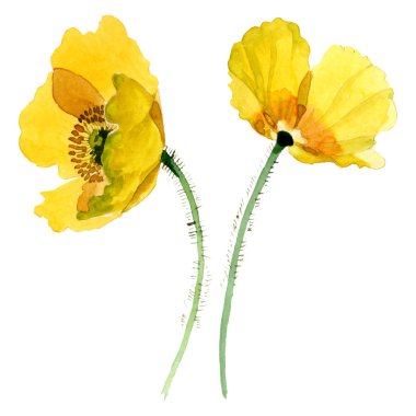 Sarı haşhaş çiçek botanik çiçekleri. Suluboya arka plan illüstrasyon seti. İzole haşhaş illüstrasyon elemanı.