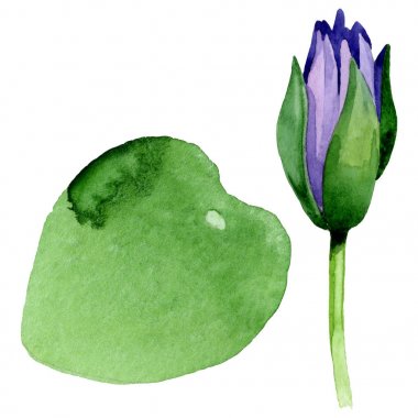 Mavi lotus çiçek botanik çiçekler. Suluboya arka plan illüstrasyon seti. İzole nelumbo illüstrasyon elemanı.