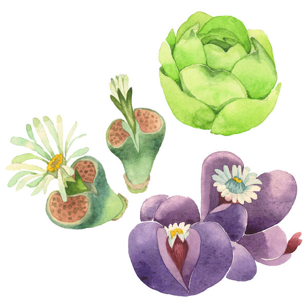Succulent floral botanical flower. Wild spring leaf wildflower isolated. Watercolor background illustration set. Watercolour drawing fashion aquarelle isolated. Isolated cacti illustration element.