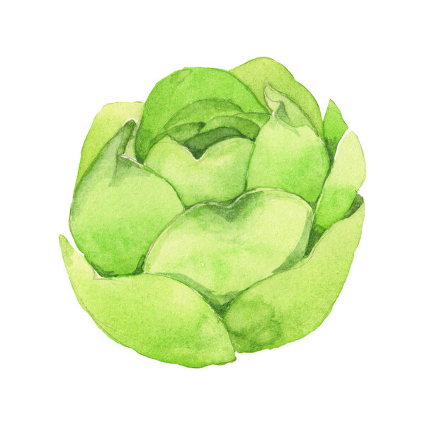 Succulent floral botanical flower. Wild spring leaf wildflower isolated. Watercolor background illustration set. Watercolour drawing fashion aquarelle isolated. Isolated cacti illustration element.