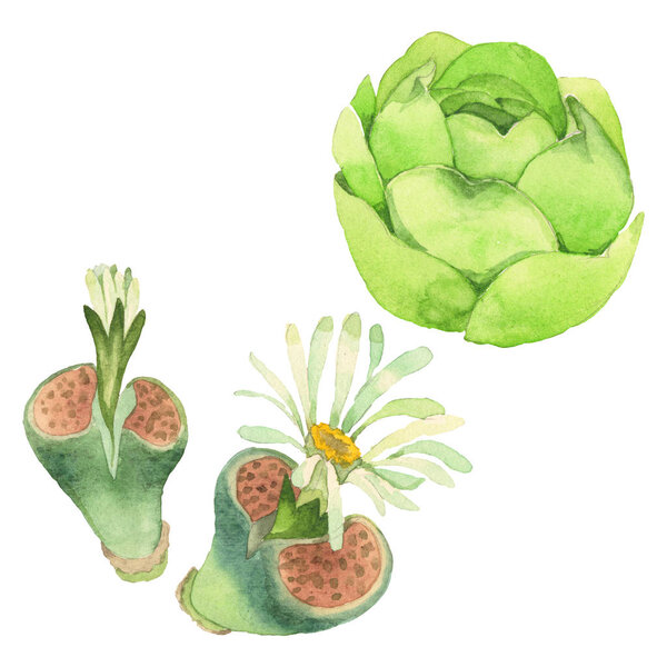 Succulent floral botanical flower. Wild spring leaf wildflower isolated. Watercolor background illustration set. Watercolour drawing fashion aquarelle isolated. Isolated cacti illustration element.