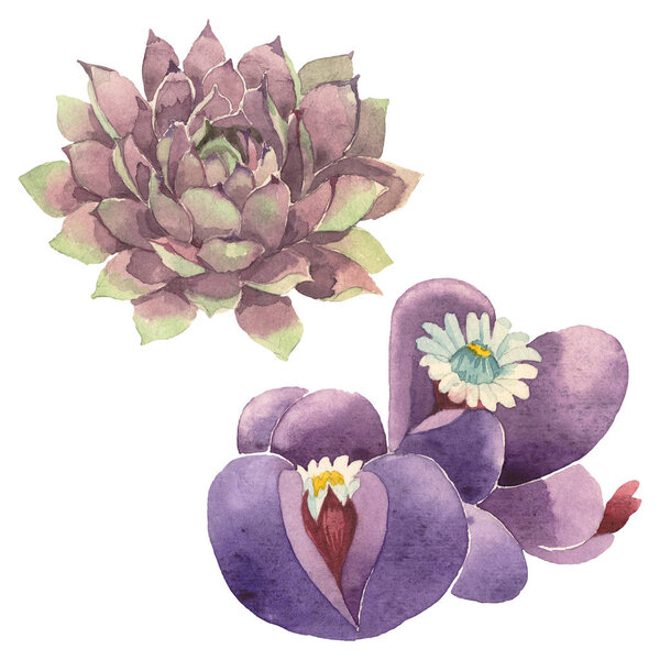 Сочный цветочный ботанический цветок. Дикий весенний цветок изолирован. Набор акварельных фонов. Акварель акварель акварель изолирована. Изолированный кактусный иллюстрационный элемент
.