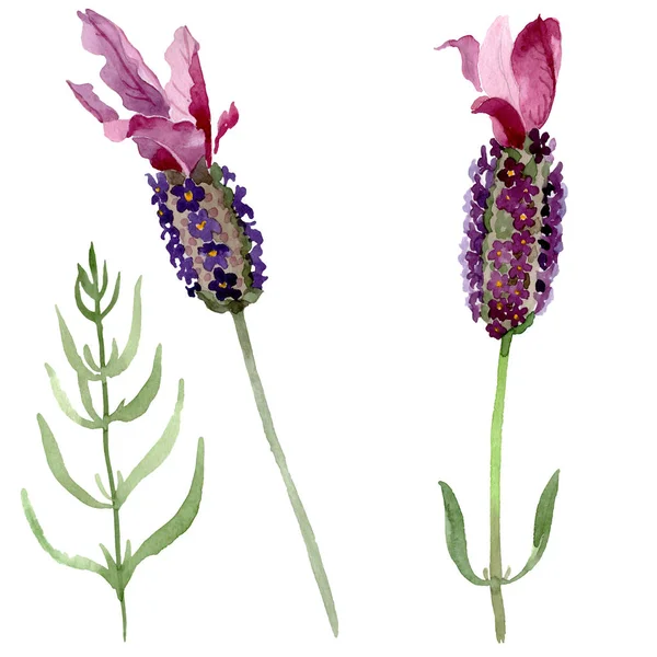 Purple lavender floral botanical flowers. Watercolor background set. Isolated lavender illustration element.