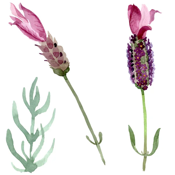 Purple lavender floral botanical flowers. Watercolor background set. Isolated lavender illustration element.