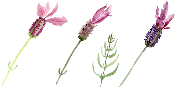 Purple lavender floral botanical flowers. Watercolor background set. Isolated lavender illustration element.