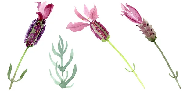 紫色のラベンダーの花の植物の花。水彩画の背景セット。絶縁ラベンダーイラスト要素. — ストック写真