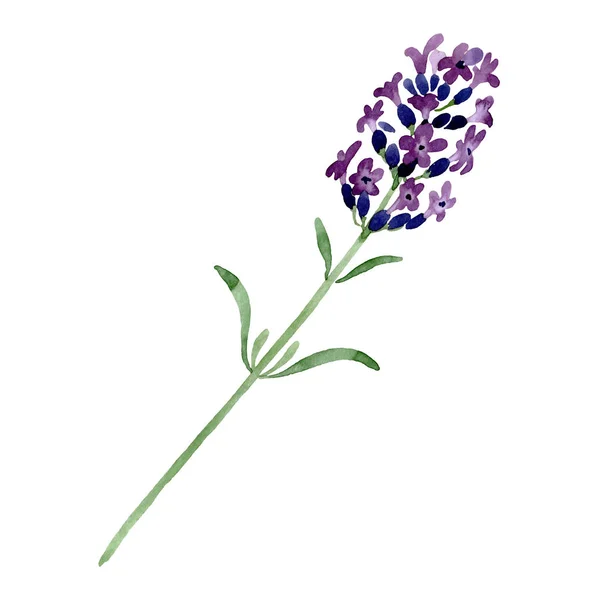 Paarse lavendel bloemen botanische bloem. Aquarel achtergrond afbeelding instellen. Geïsoleerde lavendel afbeelding element. — Stockfoto