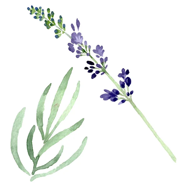 バイオレット ラベンダー花植物の花。水彩画背景イラスト セット。孤立したラベンダーの図要素. — ストック写真