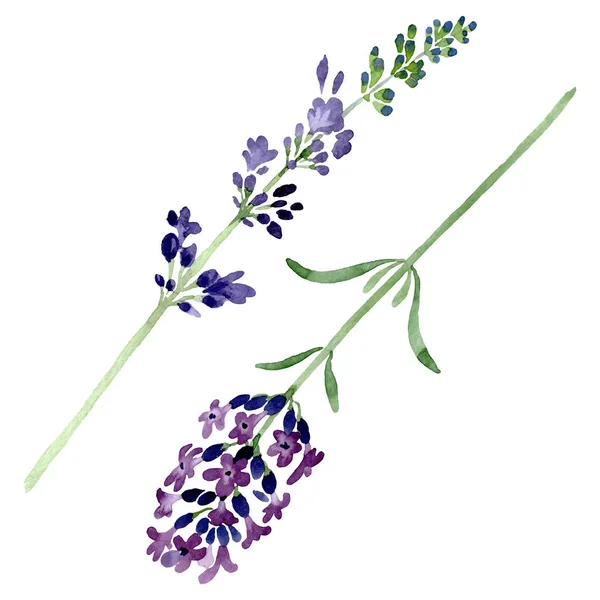 Violeta flor botánica floral de lavanda. Conjunto de ilustración de fondo acuarela. Elemento de ilustración de lavanda aislada . — Foto de Stock