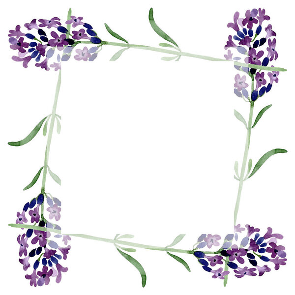 Violet lavender floral botanical flower. Watercolor background illustration set. Frame border ornament square.