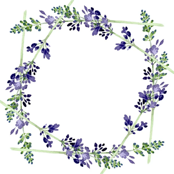 Violetti laventeli kukka kasvitieteellinen kukka. Vesiväri tausta kuvitussarja. Kehyksen raja koriste neliö . — kuvapankkivalokuva