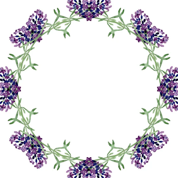 Violet fleur botanique florale lavande. Ensemble d'illustration de fond aquarelle. Cadre bordure ornement carré . — Photo