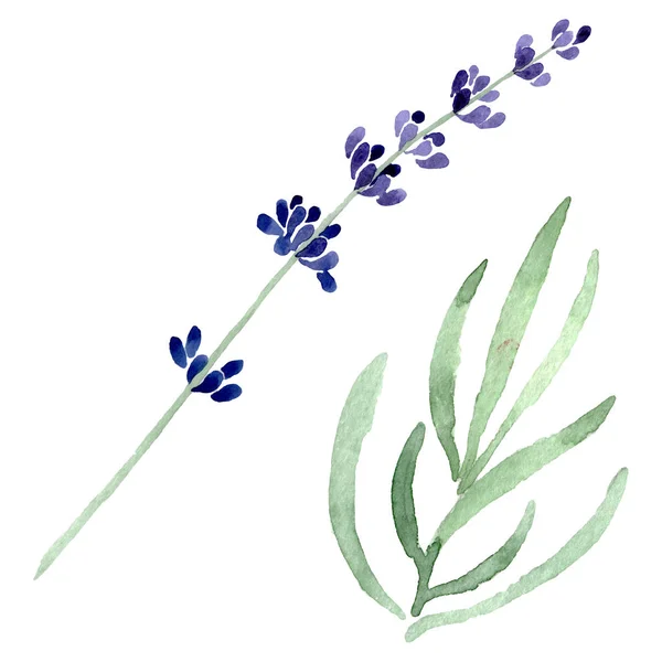Levendula lila virágos botanikai virág. Akvarell háttér illusztráció készlet. Elszigetelt levendula ábra elem. — Stock Fotó