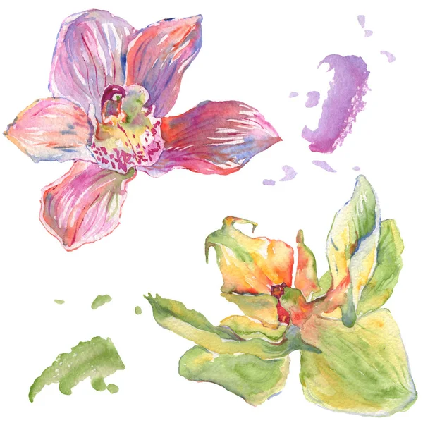 Orchid floral botanical flowers. Watercolor background illustration set. Isolated orchids illustration element. — Stock Photo, Image