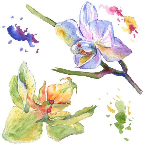 Flores botânicas florais de orquídea. Conjunto de ilustração de fundo aquarela. Elemento de ilustração isolado das orquídeas . — Fotografia de Stock