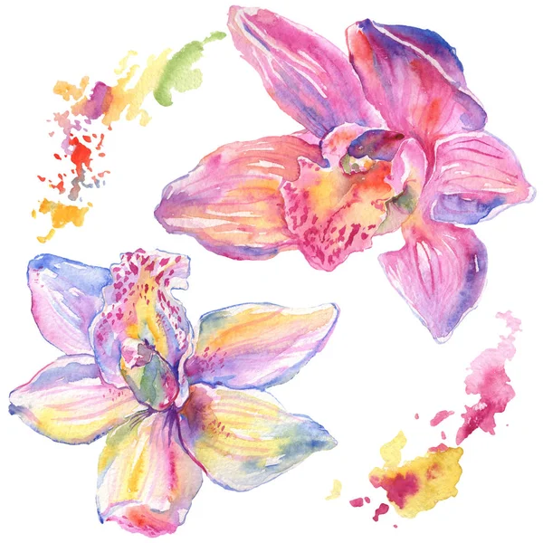 Orchid blomster botaniske blomster. Akvarel baggrund illustration sæt. Isolerede orkideer illustrationselement . - Stock-foto