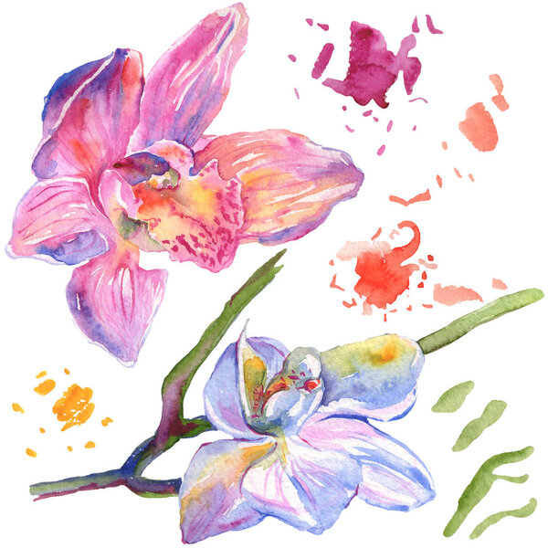 Orchid floral botanical flowers. Watercolor background illustration set. Isolated orchids illustration element.