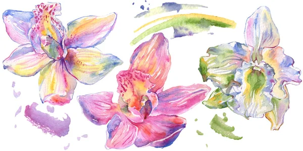 Orchid blomster botaniske blomster. Akvarel baggrund illustration sæt. Isolerede orkideer illustrationselement . - Stock-foto