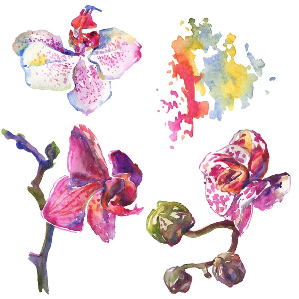 蘭の花の植物の花。●水彩背景イラストセット。分離パターンイラスト要素. — ストック写真
