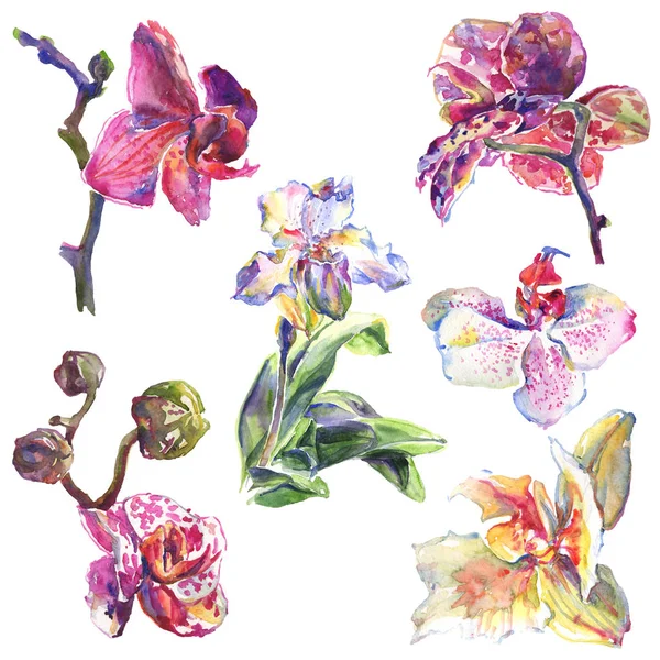 蘭の花の植物の花。●水彩背景イラストセット。分離パターンイラスト要素. — ストック写真