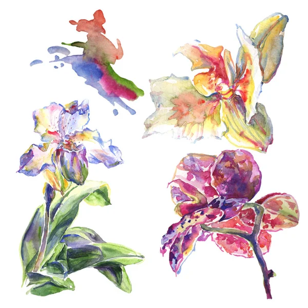 Orquídea flores botánicas florales. Conjunto de ilustración de fondo acuarela. Elemento de ilustración de patrón aislado . — Foto de Stock