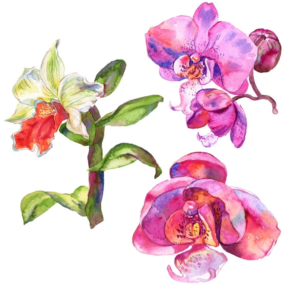 Flor botánica floral de orquídea. Conjunto de ilustración de fondo acuarela. Elemento ilustrativo de orquídeas aisladas . — Foto de Stock