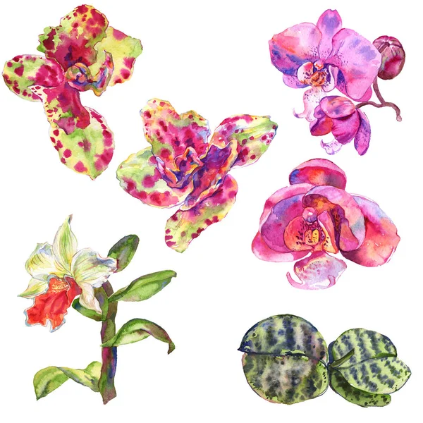 Orchid floral botanical flower. Watercolor background illustration set. Isolated orchids illustration element. — Stock Photo, Image