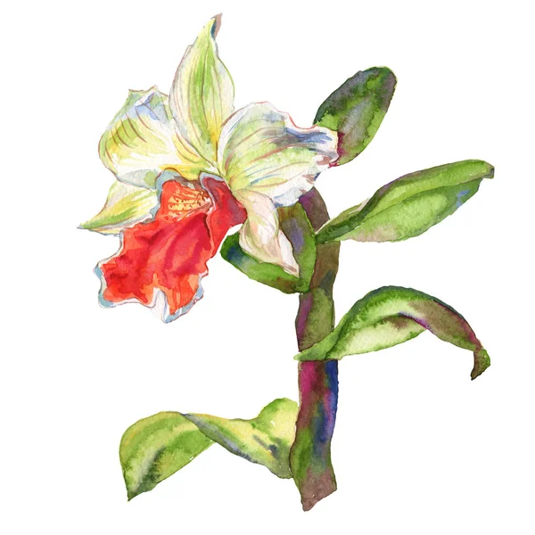 Orchidée fleur botanique florale. Ensemble d'illustration de fond aquarelle. Élément d'illustration d'orchidées isolées . — Photo