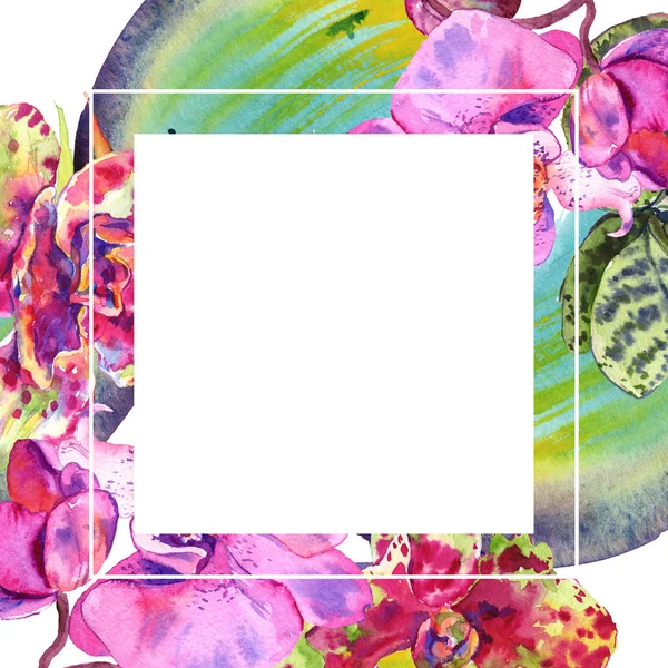 Ορχιδέα λουλουδάτο βοτανικό λουλούδι. Σύνολο εικονογράφησης φόντου. Κορνίζα περίγραμμα στολίδι τετράγωνο. — Φωτογραφία Αρχείου